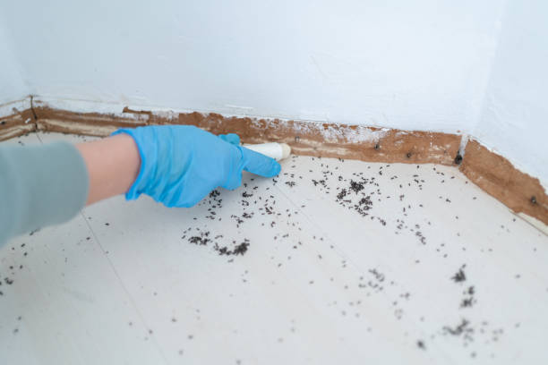 Best Termite Control Services  in Pearsall, TX